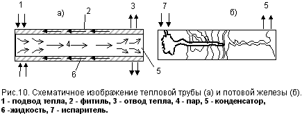 Рис.10. Схематичное изображение тепловой трубы (а) и потовой железы (б).